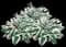 Fire and Ice Hosta — design image 2