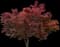Bloodgood Japanese Maple Tree — design image 1