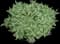 Ivory Halo® Variegated Dogwood — design image 17