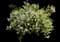 Deutzia — design image 1