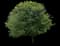 V.J. Drake Red Maple Tree — design image 1
