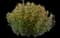 Sunny Sparks™ Yellow Snapdragon — design image 1
