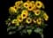 SOL SEEKER™ Bee Yellow Helianthus annuus — design image 1