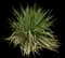 Yucca filamentosa — design image 14