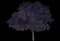 Flowering Plum Tree (Prunus cerasifera) — design image 6