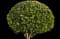 Waxleaf Privet Hedge — design image 5