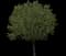 Crabapple Tree — design image 5