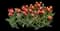 Tulip 'Leen Van Der Mark Triumph' — design image 2