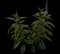 Longleaf Speedwell — design image 1
