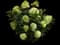 Limelight Panicle Hydrangea — design image 3