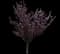 Flowering Cherry Tree (Prunus serrulata) — design image 7