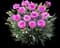 Scent First® Tickled Pink Dianthus Plant — design image 1