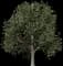Chinese Persimmon Tree — design image 1