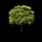 Gocanzam Golden Candle™ Goldenrain Tree — design image 3
