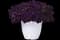 Easy Wave® Navy Velour - Spreading Petunia — design image 2