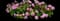 Bigleaf hydrangea — design image 21