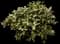 Tea Olive Shrub — design image 1