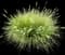 Switchgrass (Panicum) — design image 1