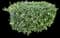 Wintercreeper Climbing Euonymus — design image 1