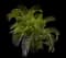 Areca Palm Tree — design image 5