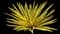 Giant Cabuya — design image 1