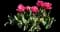 Tulip 'Mascotte Double Fringed' — design image 1