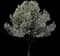 Jack® Flowering Pear — design image 2