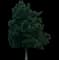 Emerald Queen™ Norway Maple — design image 5