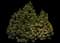 Mugo Pine — design image 9