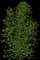 European Aspen — design image 3
