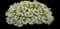 Variegated Mono Sweet Alyssum — design image 1