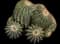 Balloon Cactus — design image 1