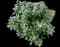 Pittosporum Mojo® — design image 6