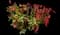 Chinese Photinia — design image 13