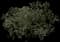 Elderberry Plants — design image 1