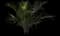 Areca Palm Tree — design image 1