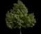 Little Leaf Linden — design image 1