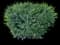 Common cotoneaster — design image 1