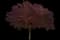 Flowering Plum Tree (Prunus cerasifera) — design image 8
