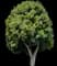 Weeping Fig Tree — design image 7