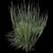 Prairie Winds® Brush Strokes Little Bluestem — design image 1