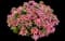 Fan Flower (Scaevola) — design image 3