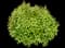 Japanese Spiraea — design image 17
