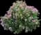 Little Lamb Panicle Hydrangea — design image 1