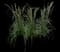 Feather Reed Grass — design image 11