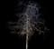Little Leaf Linden — design image 5