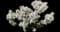 Whipple cholla — design image 1