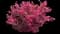 Crimson Fire™ Loropetalum — design image 3