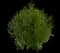 Hopbush — design image 1