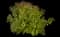 Japanese Spiraea — design image 8